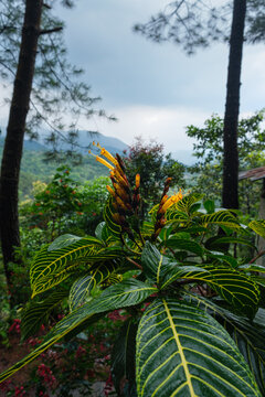 Yellow Sanchezia Flower with Zebra Pattern Leaves in Mountain Landscape
