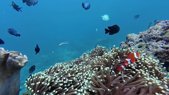 Underwater sea ocean water with beautiful diverse corals and fishes swimming 