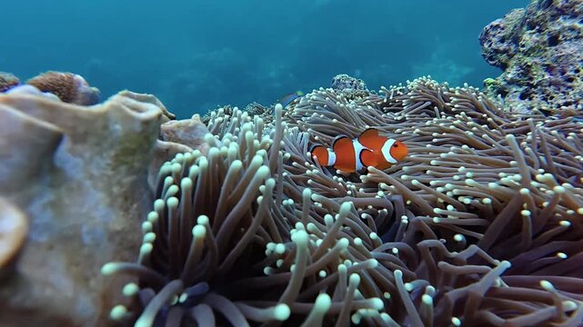 Ocellaris Clownfish swimming in sea anemone 