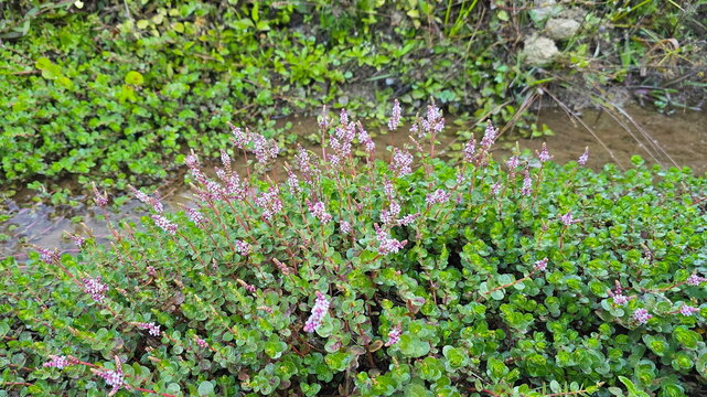 Rotala rotundifolia has round leaves and produces pale pink flowers in clusters at tips of branches. Round-leaf Rotala near water. Green leaves with reddish stems. masses of tiny pink flowers in summe