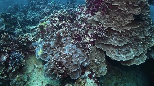 Tropical colorful fish and soft coral