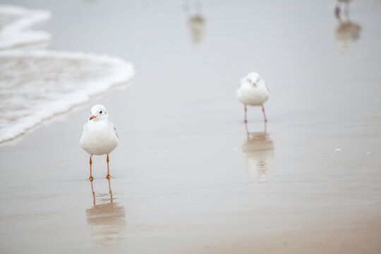 Seagull in the natural environment on the Baltic Sea.