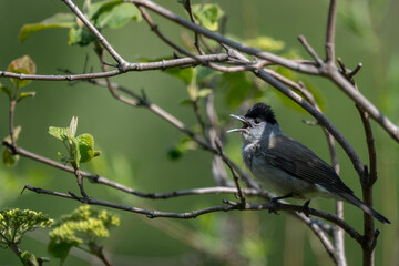 Obraz premium Blackcap bird singing on branch in green natural background