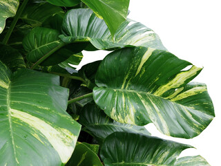 Fototapeta premium Tropical Monstera Leaves Isolated on White Background with Clipping Path