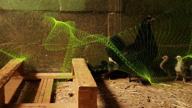 Black hen shifting to shield chicks as green particle from left roost traversing coop tech demo