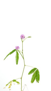Time lapse of growing and blooming Mimosa pudica plant on white background, vertical orientation