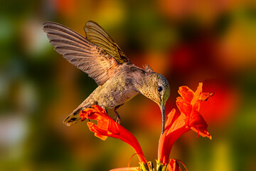 Costa's Hummingbird (Calypye costae) Photo, Feeding on Cape Honeysuckle (Tecoma capensis) Blooms, at Early Evening Sunset With Orange Light © Jim
