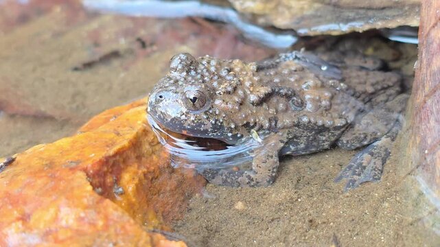 

Macro shot of an Oriental fire-bellied toad with unique skin patterns in a mountain stream.6


