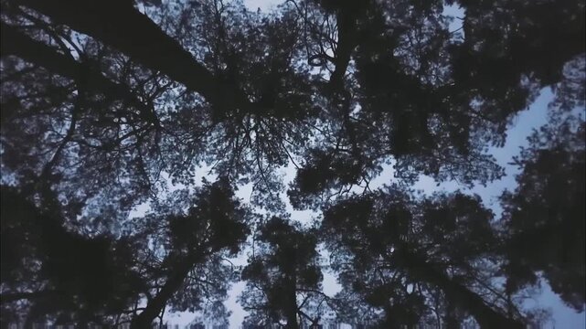 An upward gaze reveals a forest's embrace, with tall trees forming a natural frame around a dim sky, evoking a sense of mystery and tranquility.