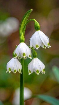 White spring snowflakes dangle delicately, showing green markings in soft focus background