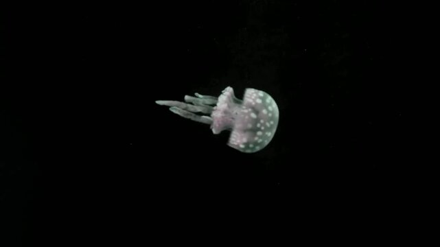 A translucent sea creature with delicate, spotted patterns drifts in the dark ocean, its ethereal form glowing softly against the inky backdrop.