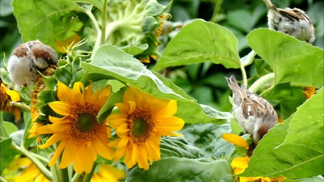 A small, gray bird clings to a branch, feeding on a white, fluffy flower amidst lush green foliage in a dense, tropical setting.