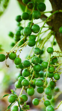 Baccaurea ramiflora is a plant native to Indonesia.
