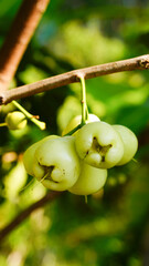 A close-up image of a white rose apple against a natural background. © Tyada_Nam