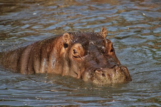 hippo in the water