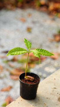 A close-up image showing the growth and propagation of an ebony plant in a black pot.