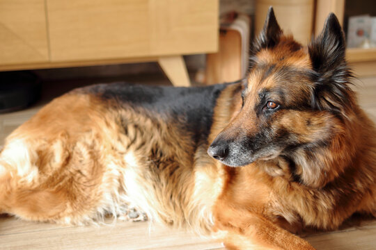 Un beau chien berger allemand se repose au soleil 