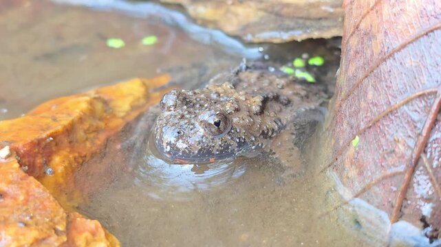 

Macro shot of an Oriental fire-bellied toad with unique skin patterns in a mountain stream. 9


