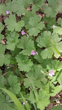 Small Pink Geranium Molle Flowers and Green Fern Chervil Foliage