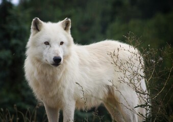 portrait of a white wolf © Linda