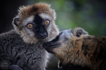 black and white lemur © Linda
