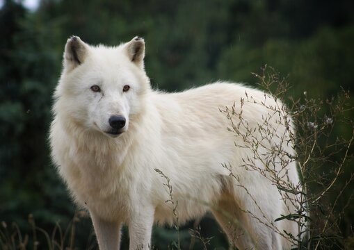 portrait of a white wolf