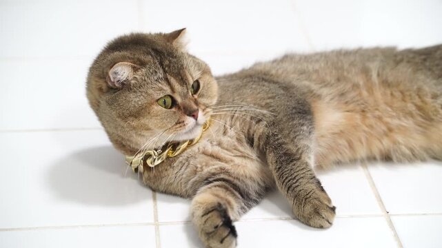 Scottish fold cat brown fur yellow eyes gold collar relaxed lying on white tile floor adorable domestic pet feline animal fluffy calm expression tabby gold chain collar visible indoor comfortable