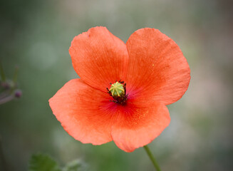 Fototapeta premium red poppy flower in field