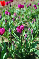 Fototapeta premium Closeup of a row of purple Tulips, Derbyshire England 