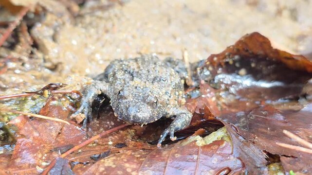 

Macro shot of an Oriental fire-bellied toad with unique skin patterns in a mountain stream. 12


