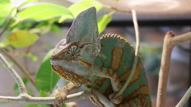 Chamaeleo calyptratus. A detailed close-up of a Veiled chameleon perched on a branch, showcasing its vibrant green and orange patterns and distinctive casque in a lush, naturalistic habitat