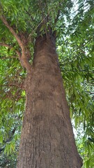 Fototapeta premium A majestic tree trunk with vibrant green leaves reaching skyward showcasing natural growth and enduring strength