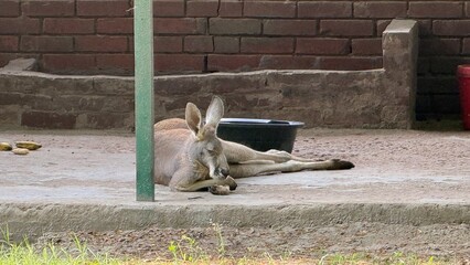 A relaxed kangaroo takes a peaceful nap on the warm concrete floor of its zoo enclosure © IT'S ORA