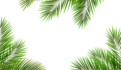 Obraz premium Palm Branch And Isolated White Background