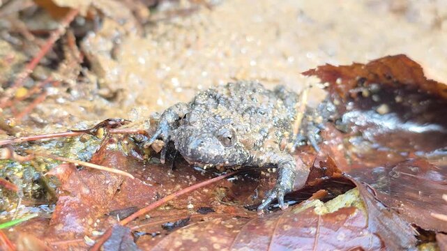 
Macro shot of an Oriental fire-bellied toad with unique skin patterns in a mountain stream. 13


