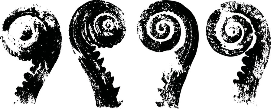 four black and white fern fiddleheads in various curling shapes isolated on white background