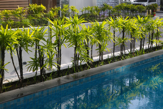 Finger Palm or Rhapis excelsa, also known as Waregu Palm -  living fence (hedge) by the pool, Thailand, October 2026