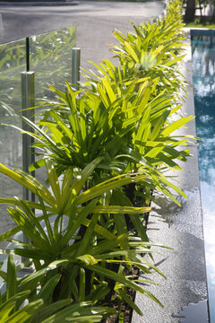 Finger Palm or Rhapis excelsa, also known as Waregu Palm -  living fence (hedge) by the pool, Thailand, October 2026