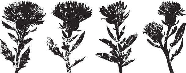 Fototapeta premium Four black silhouette thistle flowers isolated on white background, herbal plant design elements