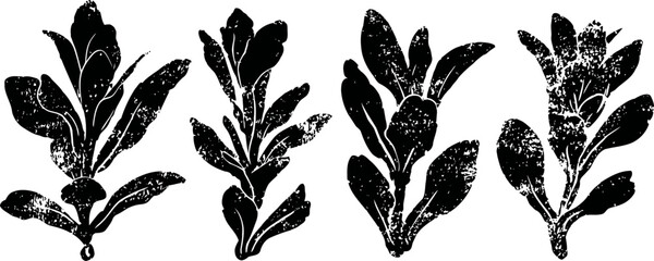 Naklejka premium set of hand drawn arugula leaves illustrations in black ink botanical