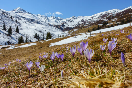 Farbenfrohe Krokusbl&uuml;hte in den &ouml;sterreichischen Bergen