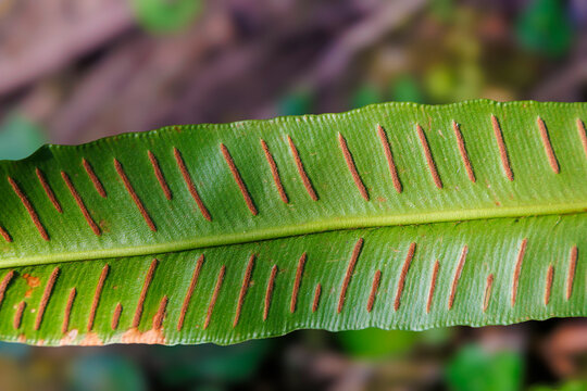 Hart&rsquo;s-tongue fern (Asplenium scolopendrium) leaf underside with sori