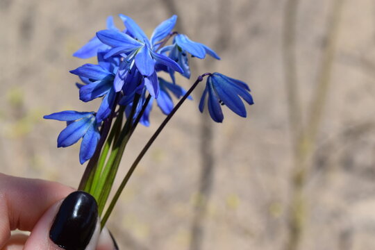 Blue scilla flowers bouquet held by female hand with black manicure outdoors.