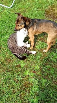 Vertical close-up of domestic cat and small dog wrestling and playing on green grass, true pet friendship.