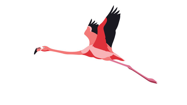 Beautiful pink flamingo is illustrated in a majestic flight pose with outstretched wings against white.