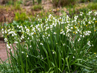 Obraz premium Leucojum aestivum a spring flowering bulbous plant with a white springtime flower commonly known as summer snowflake, Loddon lily and St Agnes' flower, gardening stock photo image