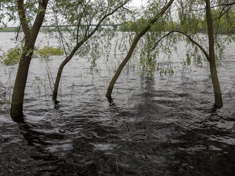 Willows standing in water during the spring flood on river