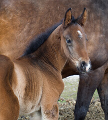 Sylwetka młodego konia na tle swojej matki © kubikactive