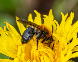 Miner bee on a dandelion flower. Early spring pollinator. © Robert L Parker