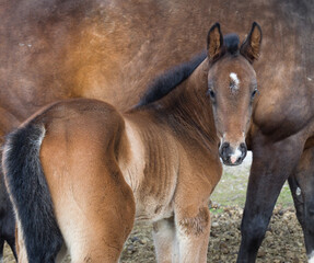 Sylwetka młodego konia na tle swojej matki © kubikactive